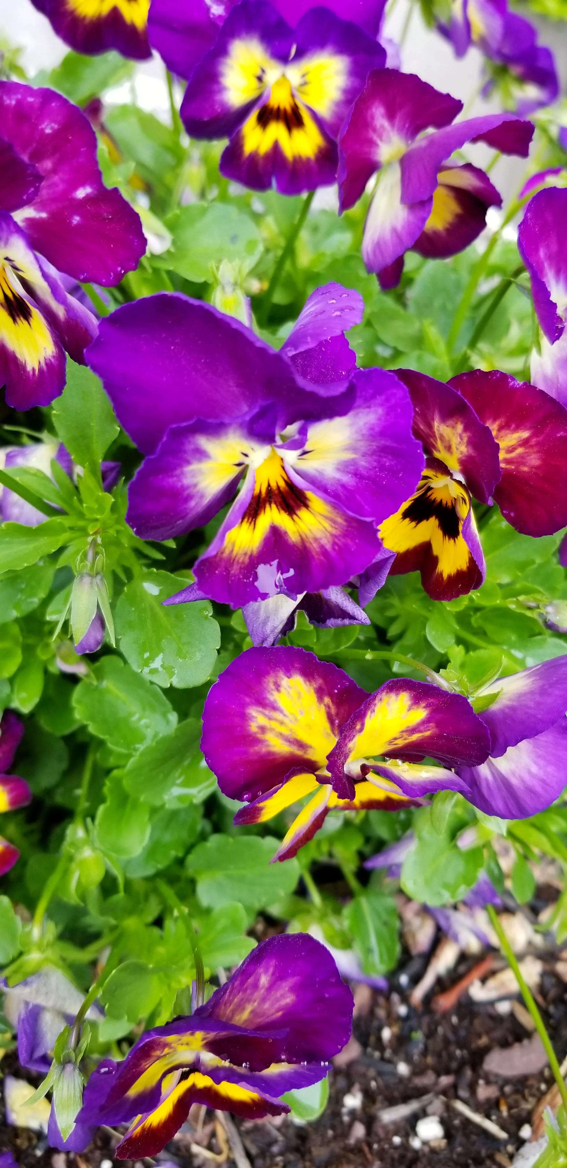 20190428_124733-01