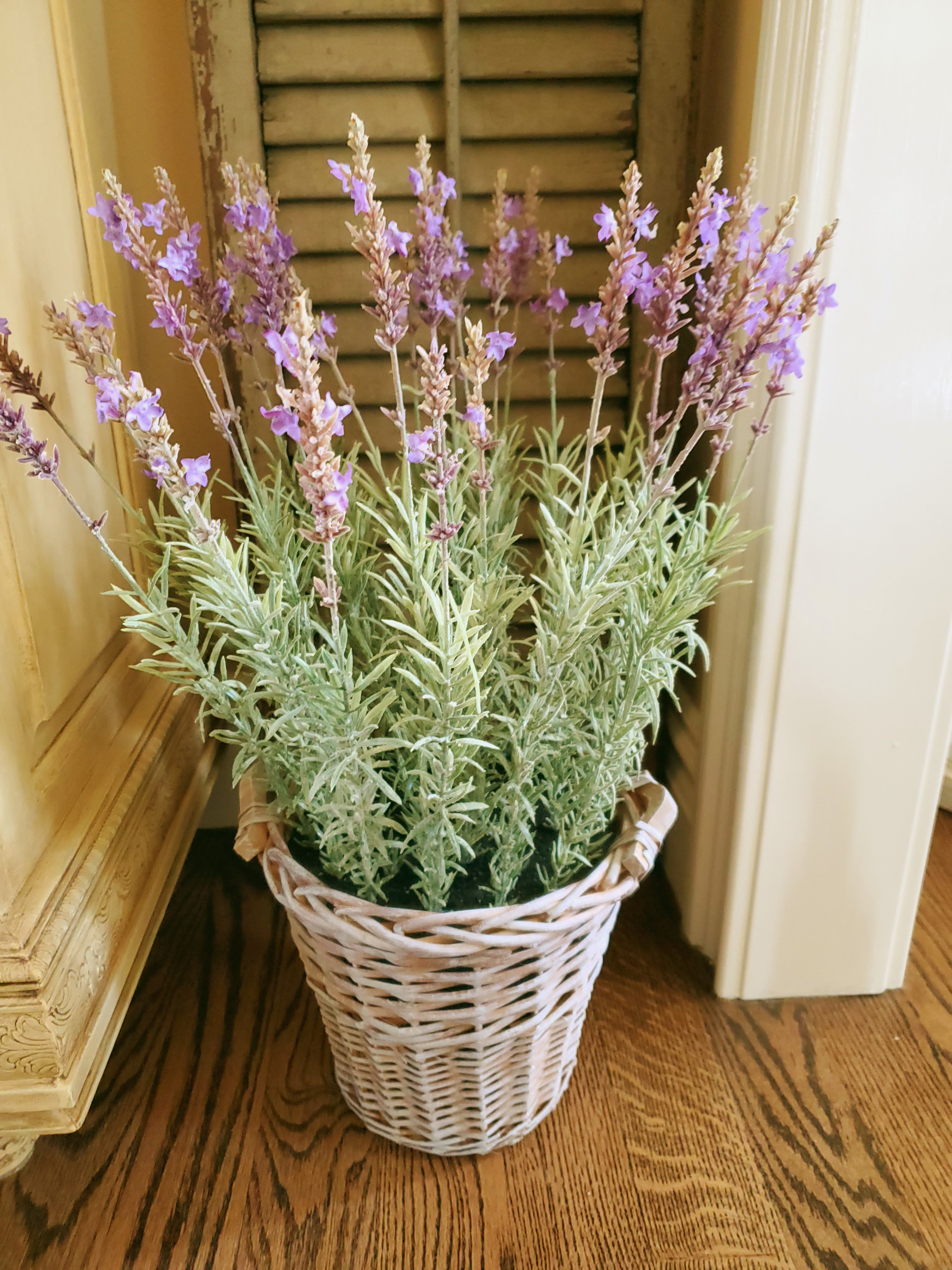 Lavender knockoff