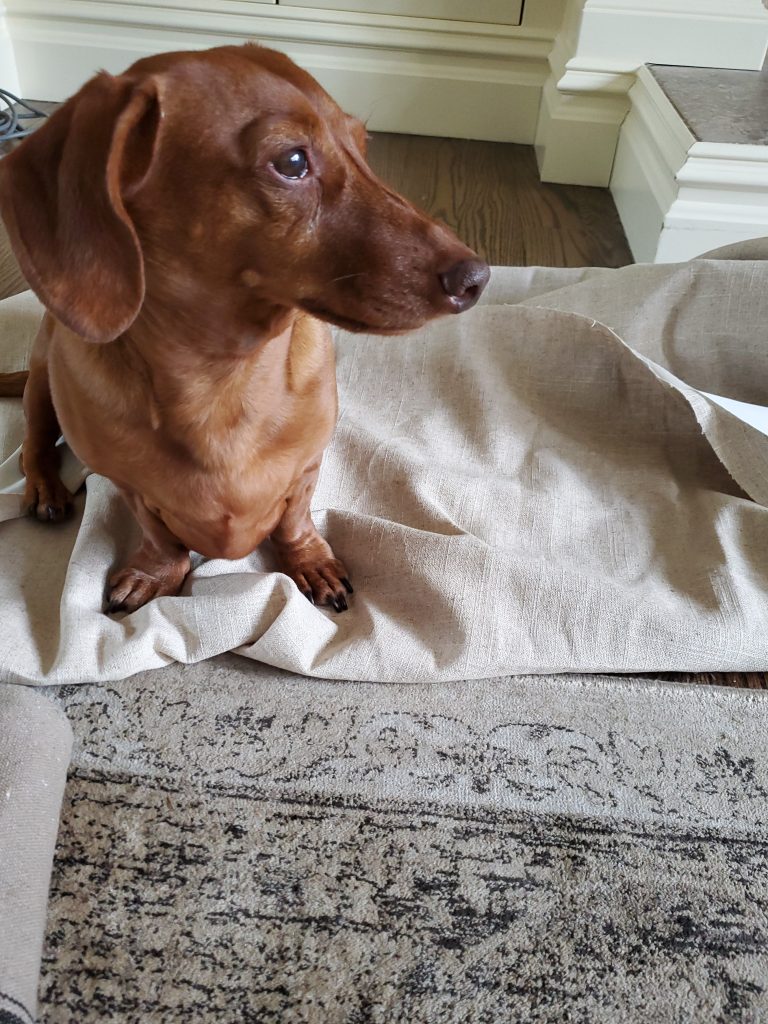 my dog sitting on fabric