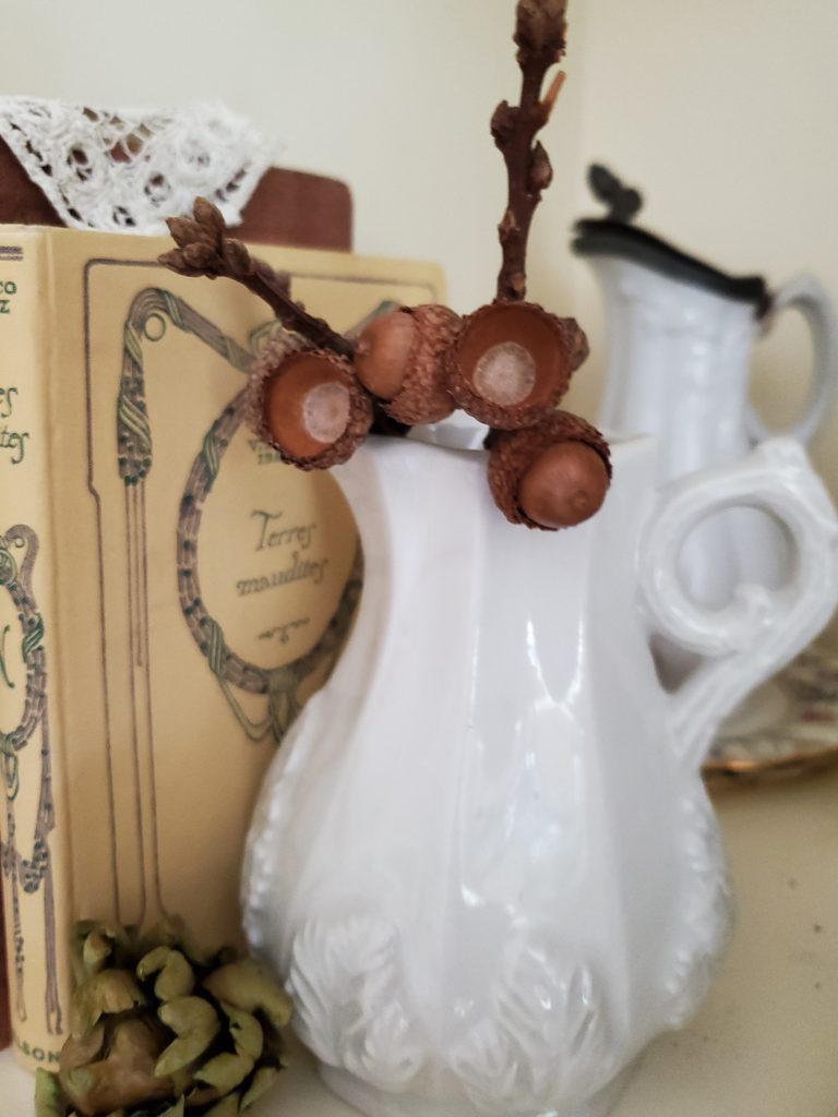 closeup of acorn branch
