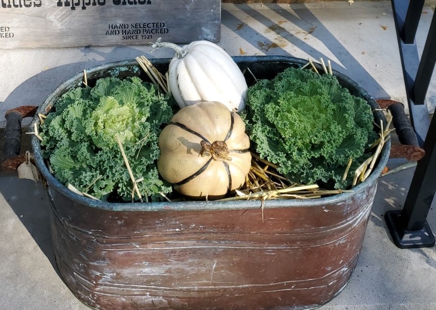 flowering kale our decorated fall front porch