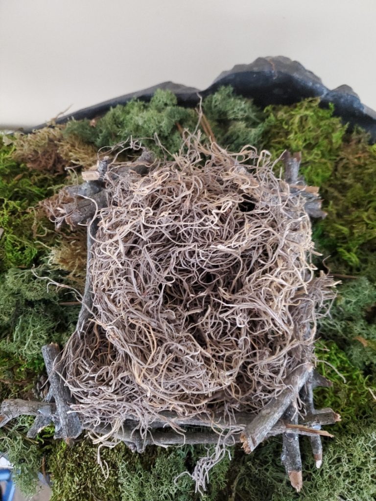a nest made from sticks found in my yard with Spanish moss in the center