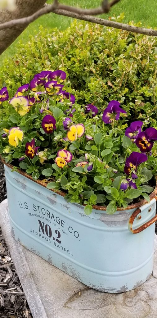 purple and yellow viola in a flowerpot