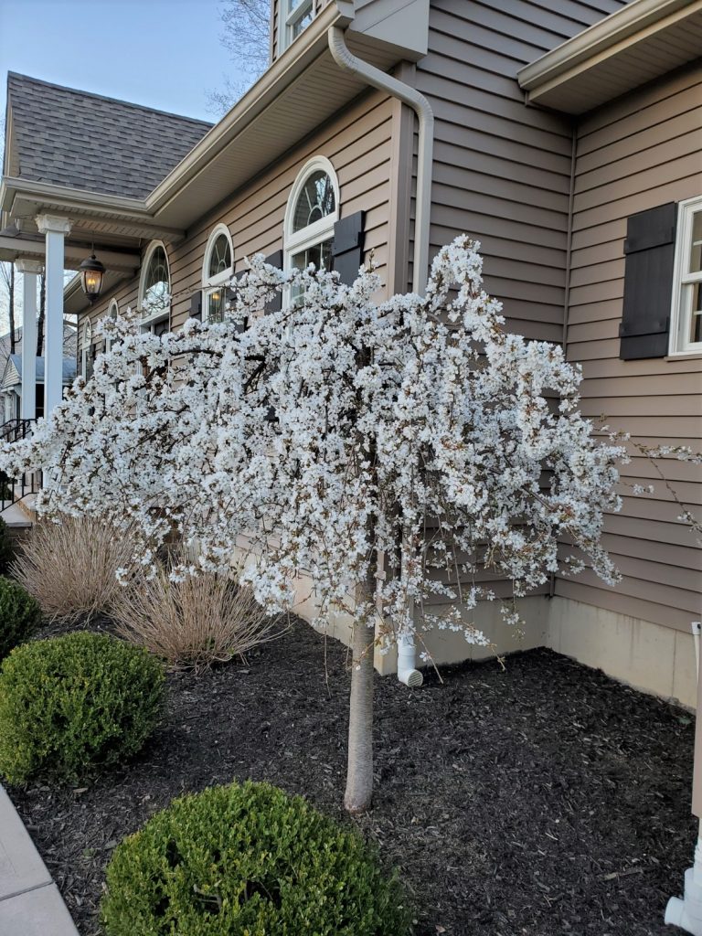 weeping cherry blossom in bloom