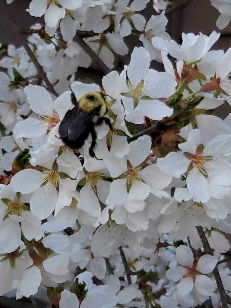 close up of petals and a bee