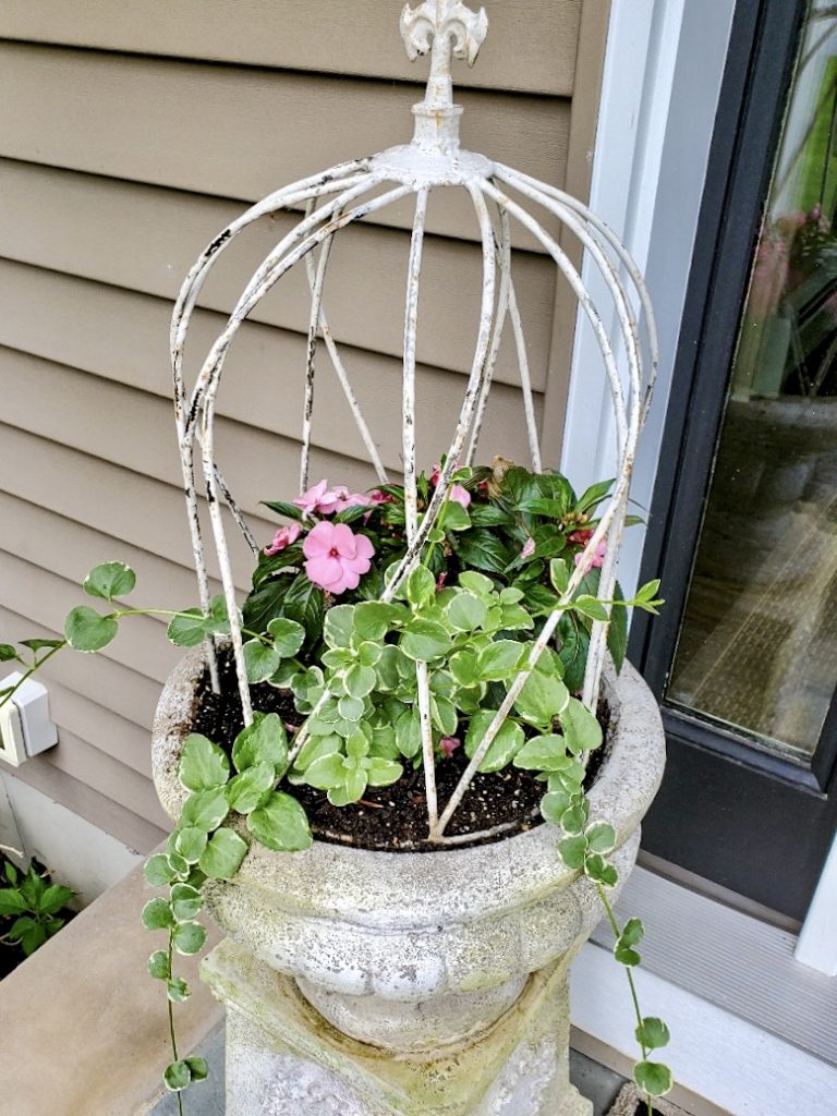 cloche outside with plants