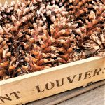 Clean-and-preserve-pinecones