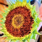 petals-removed-dry-sunflowers-seed-heads