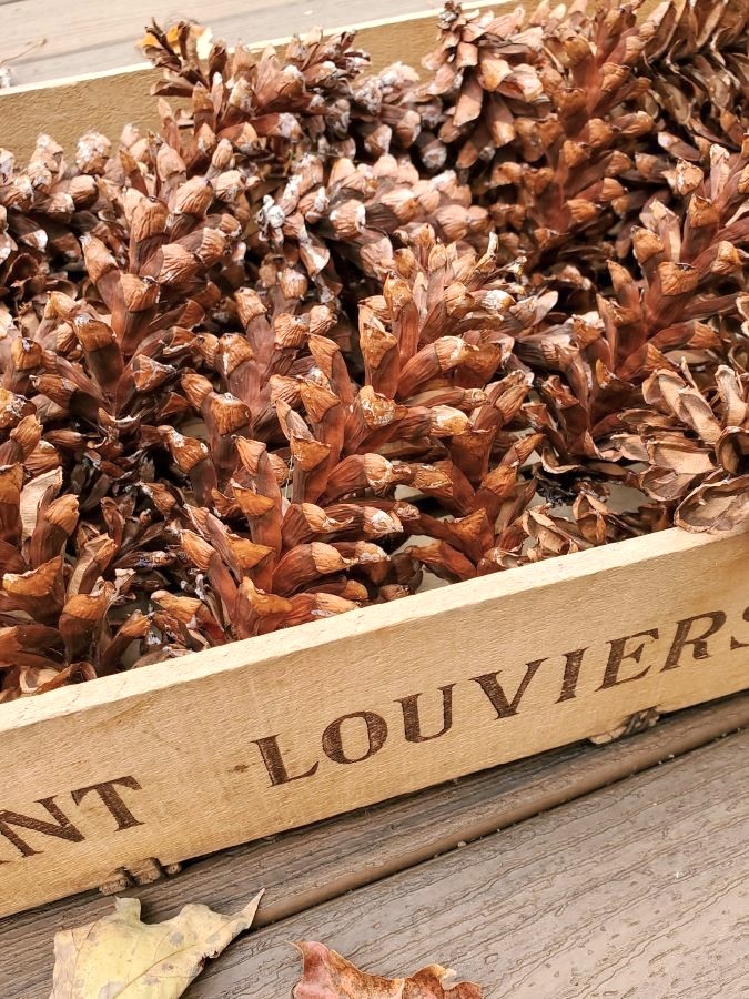 preserving-pinecones-for-crafts-and-decor-featured-mage