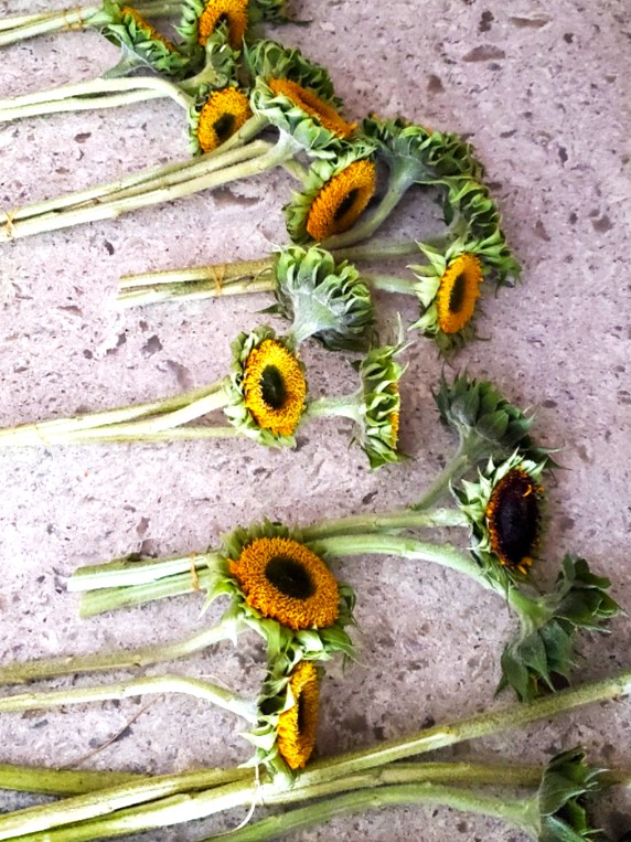 seed-heads-bundled-threes