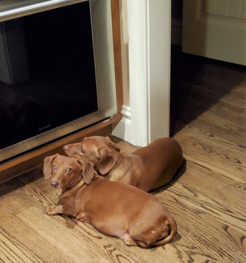 dog laying in from of the oven