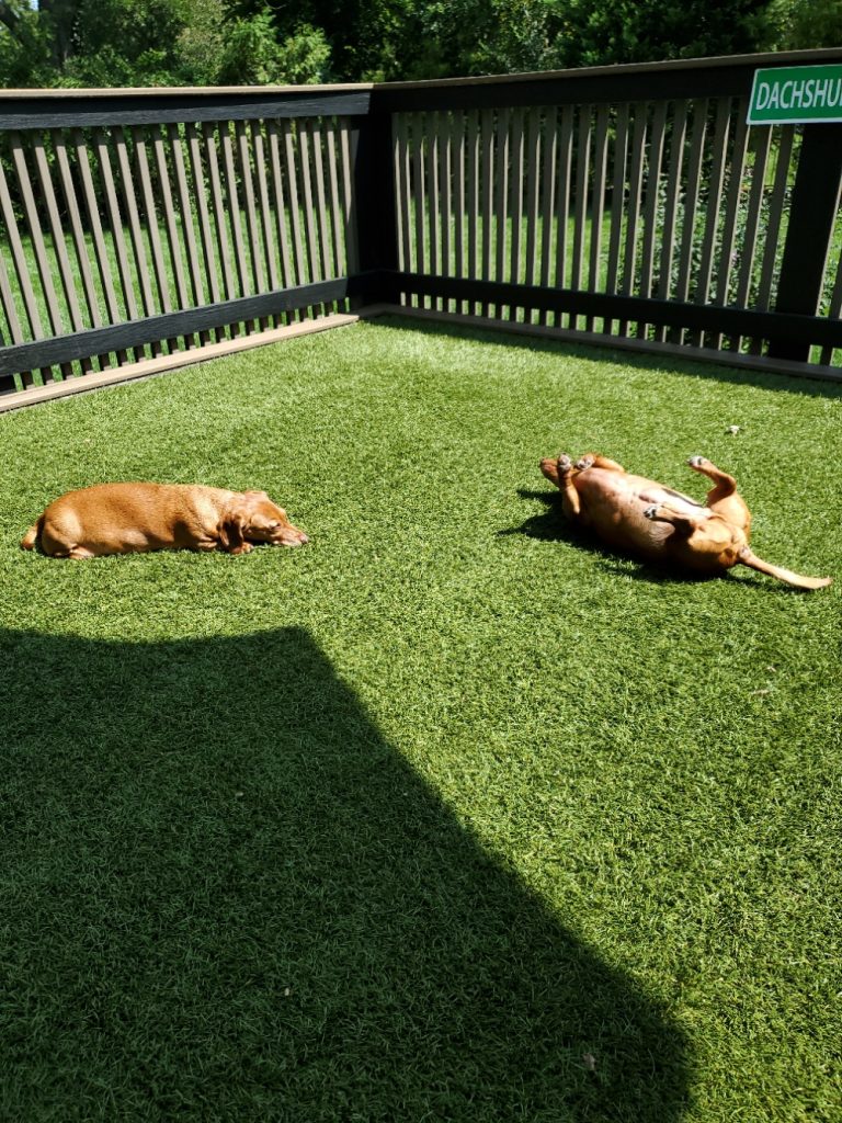 dogs laying down in the sun