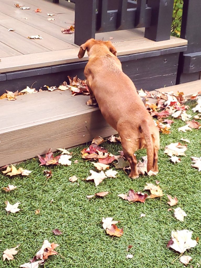 puppy going up steps