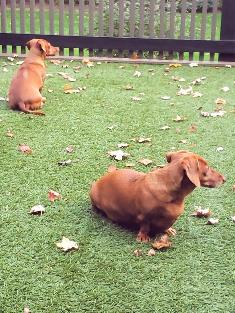 puppies in the grass