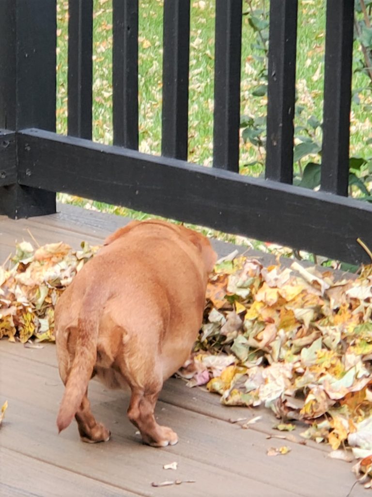 dog smelling leaves