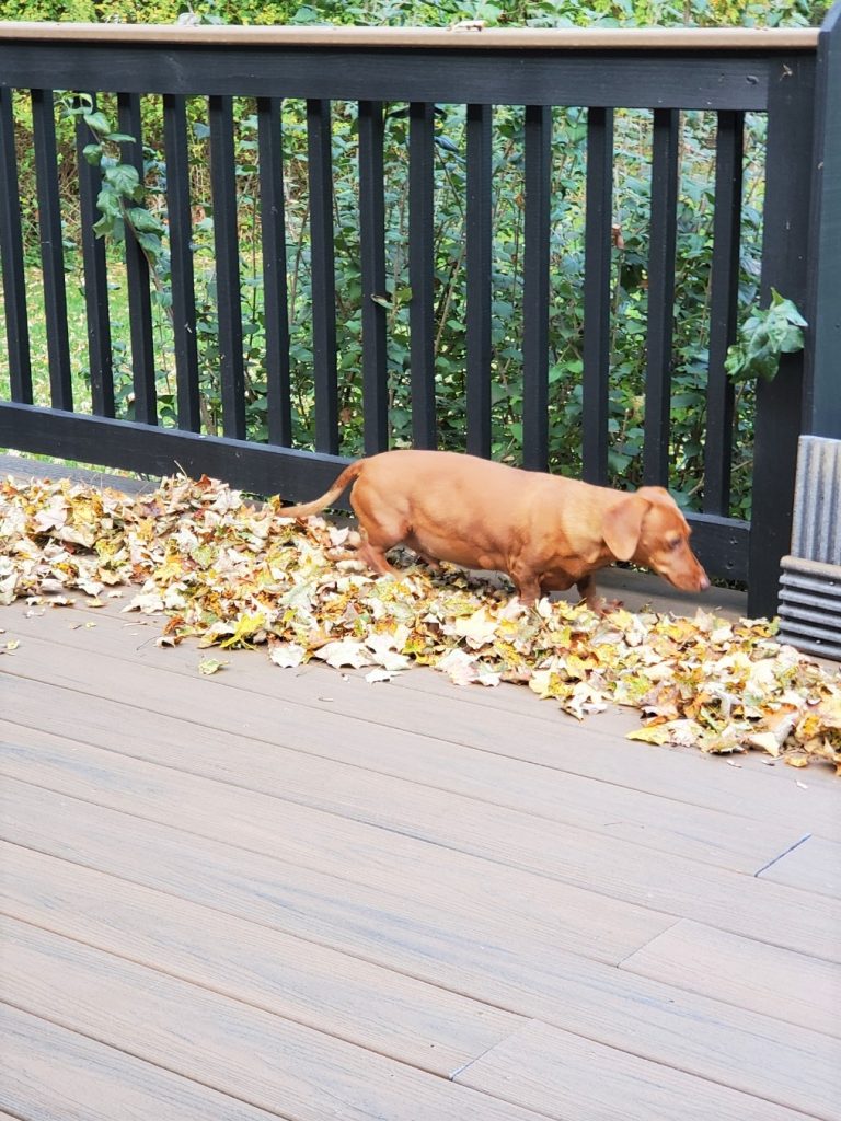 dog walking in leaves