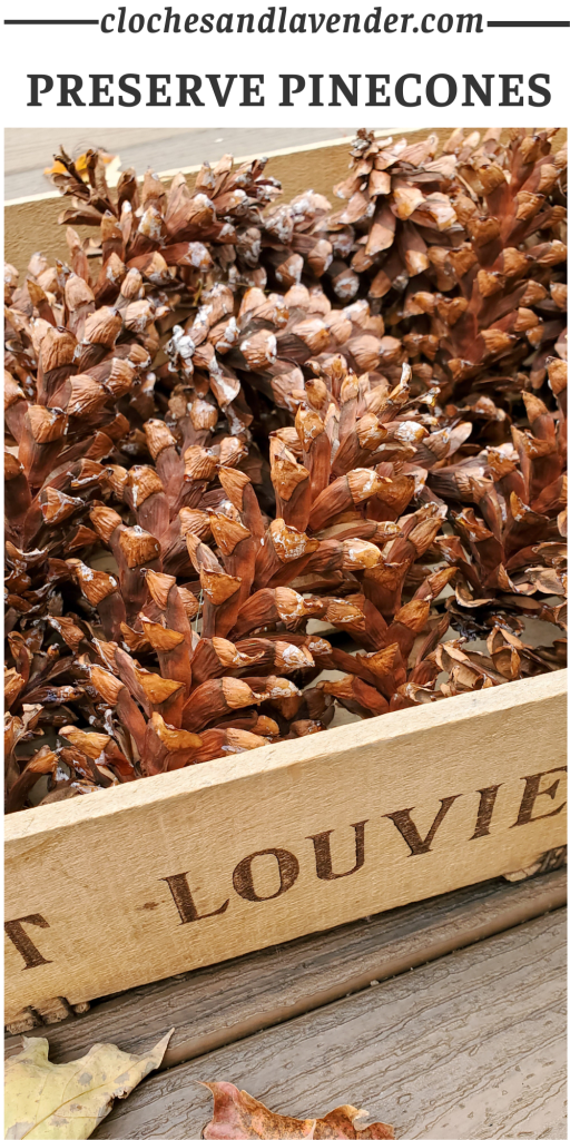 Pinterst Pin of Pinecones in a cratr