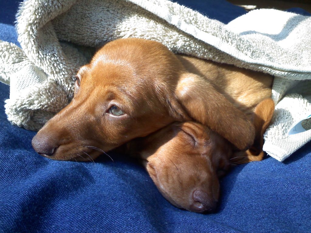 Peanut and Reeses on their way home