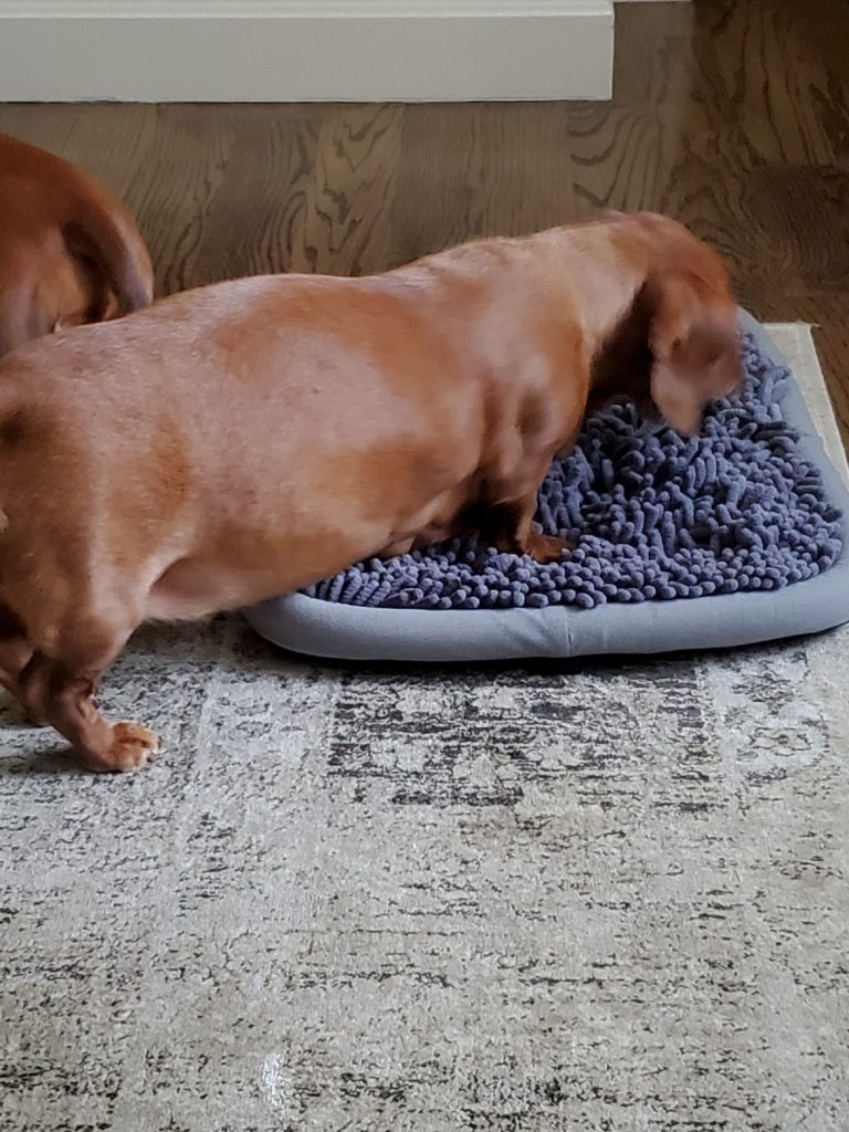 dogs eat from food mat