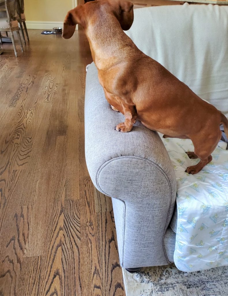 dog on couch