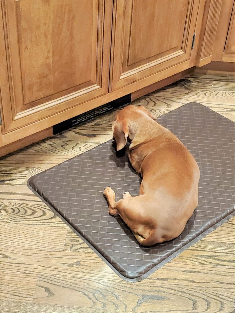 dog laying on the floor