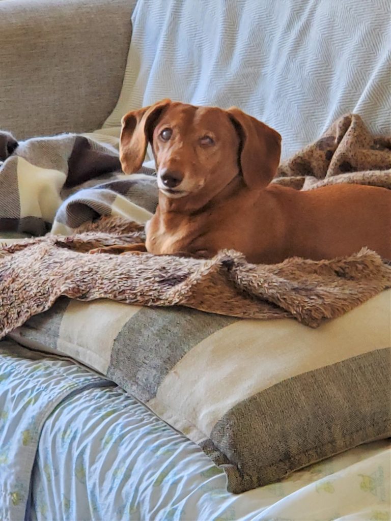 dog laying on a pillow on the couch