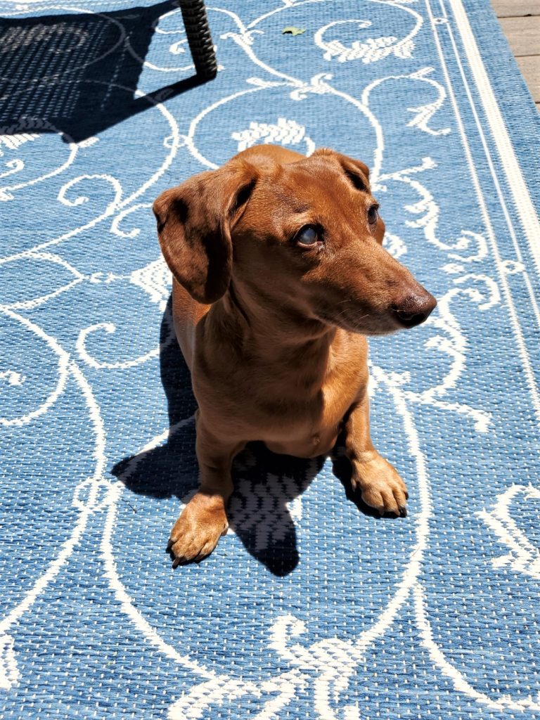 Picture of Peanut our mini-Dachshund
