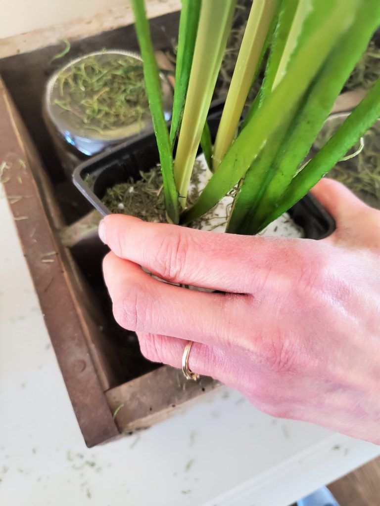 Adding the plastic seedling cp to the box