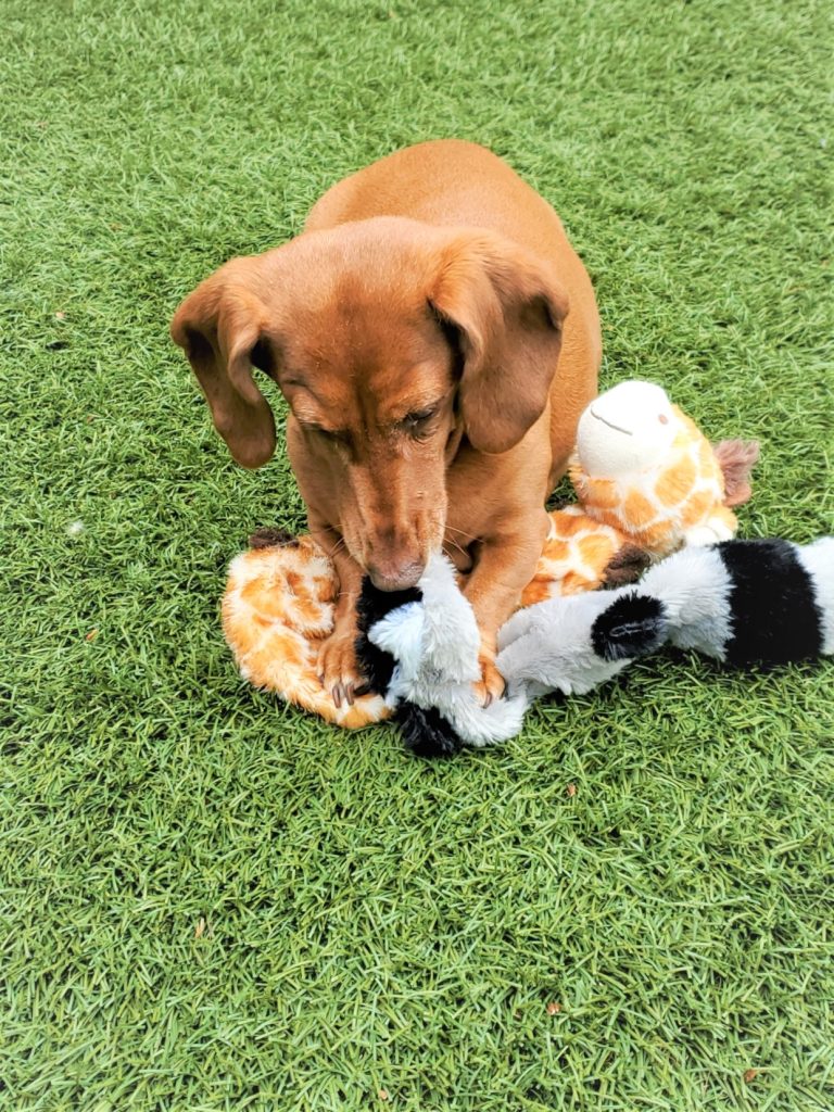 The Little Things Make Me Happy dogs playing