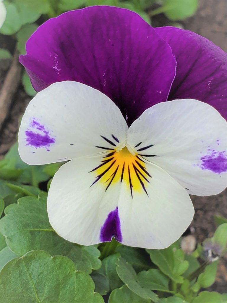 a white and purple viola