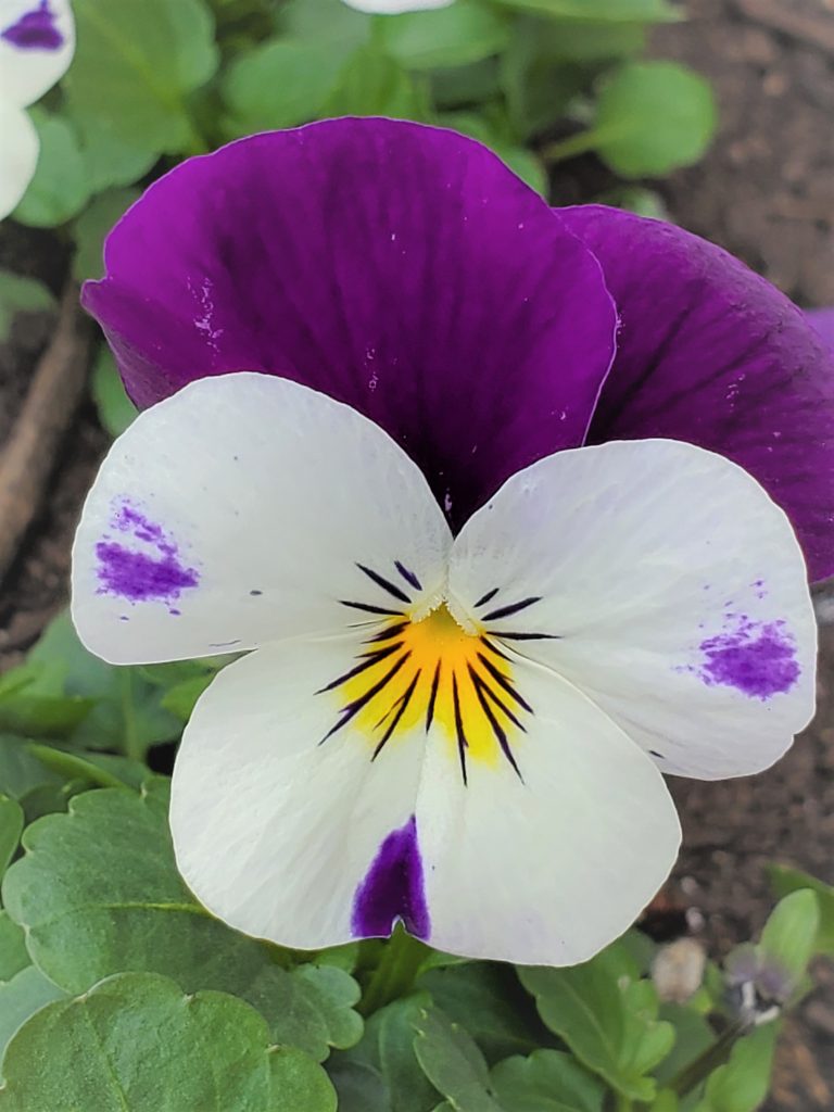The Little Things Make Me Happy viola in purple and white with yellow center