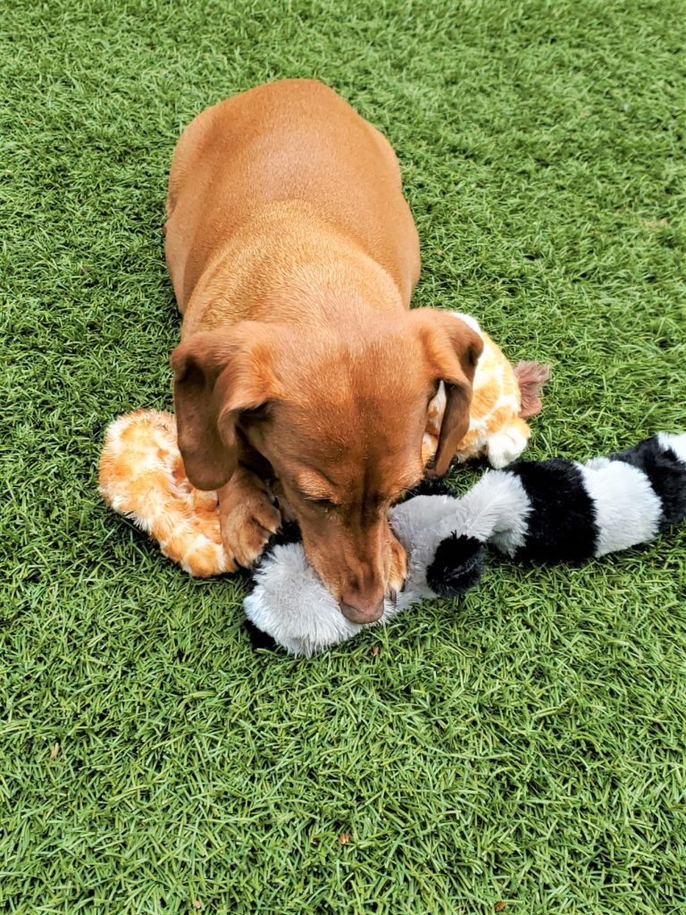 2 Years Since Peanut Went Blind How Is She Doing she's playing with her toys
