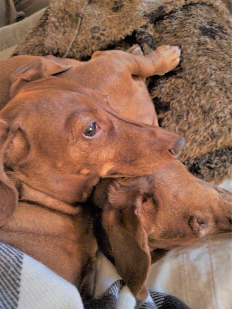 Reeses and Peanut laying with each on the couch