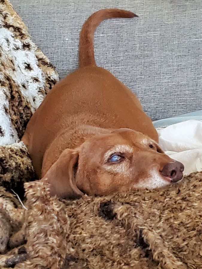 Peanut Went Blind How Is She Doing