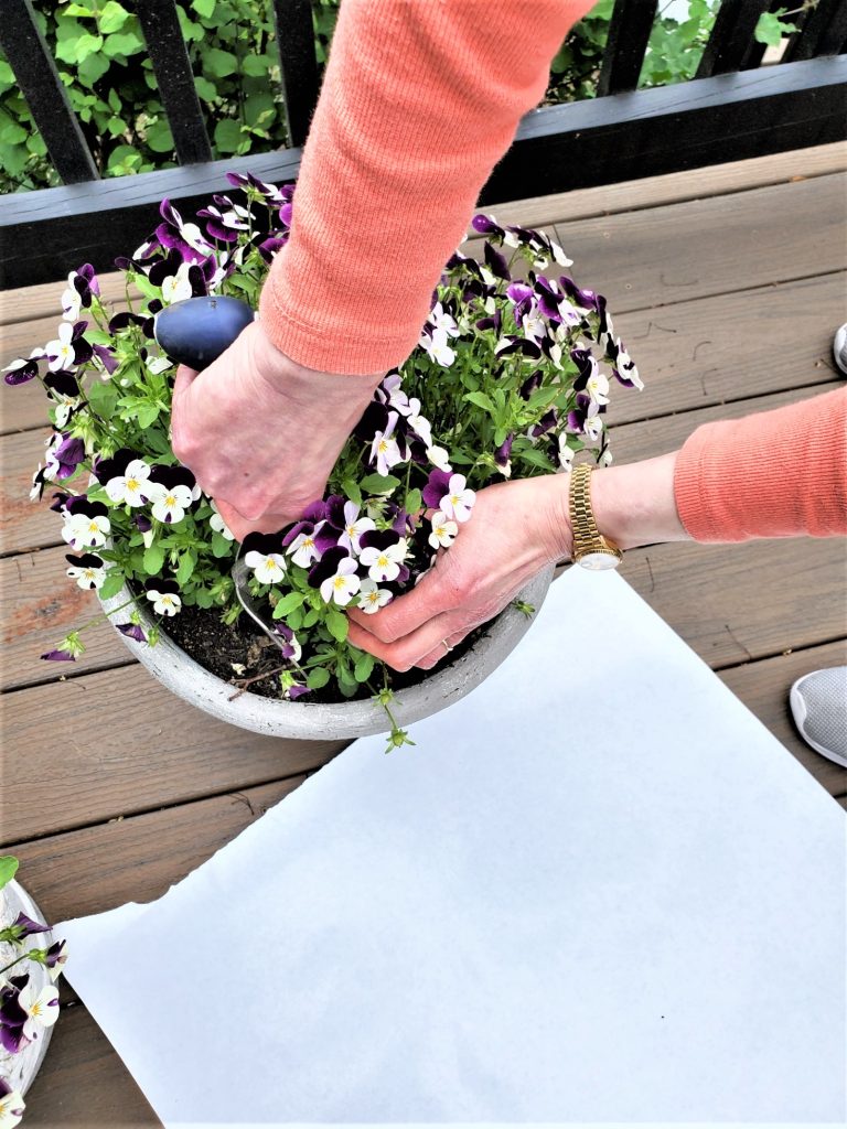 shoveling the flowers out for an Easy Centerpiece with Flowers and Mason Jars