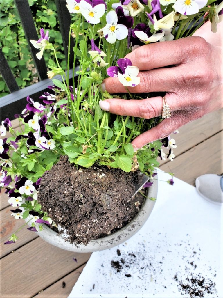 the plant removed from the pot for the centerpiece