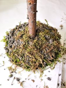 diy-moss-topiary-get-started-right-now-moss-added-to-the-fake-dirt-before-it-dries
