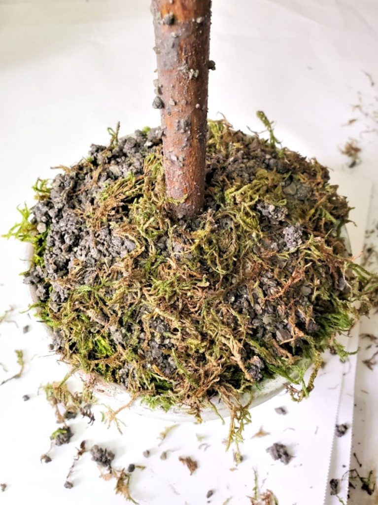 diy-moss-topiary-get-started-right-now-moss-added-to-the-fake-dirt-before-it-dries