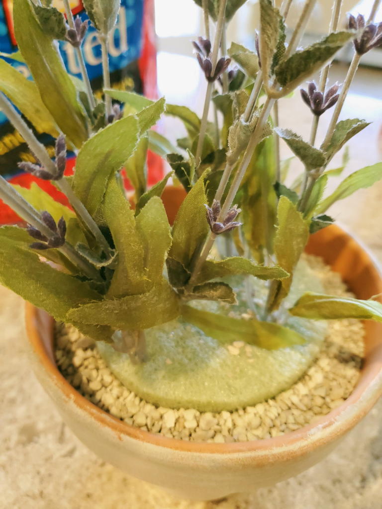 the lavender, in the Styrofoam and kitty litter filling in the bowl