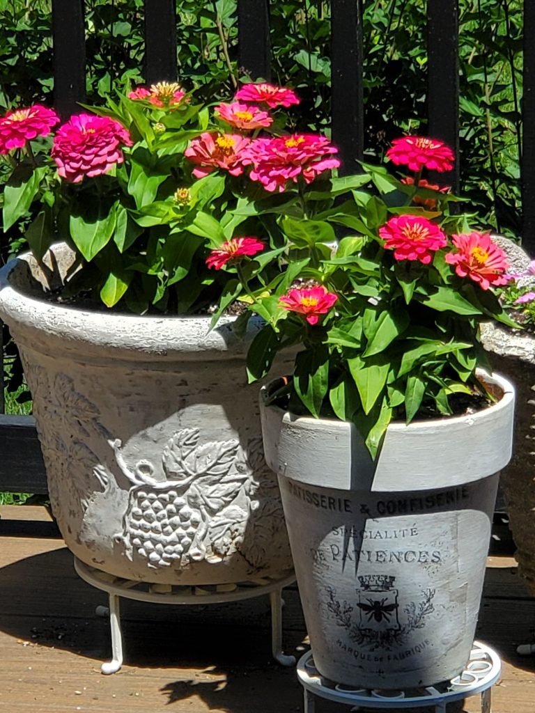 zinnias in flower pots in red on our deck