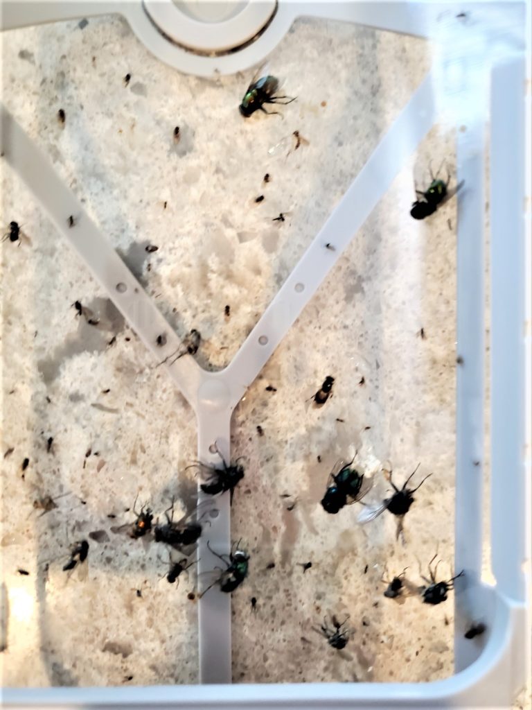 flies collected in the trap