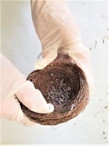 adding-lavender-buds-to-nest