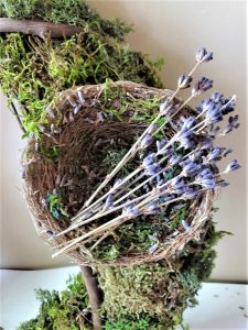 close-up-of-bird-nest-filled-with-lavender-sprigs
