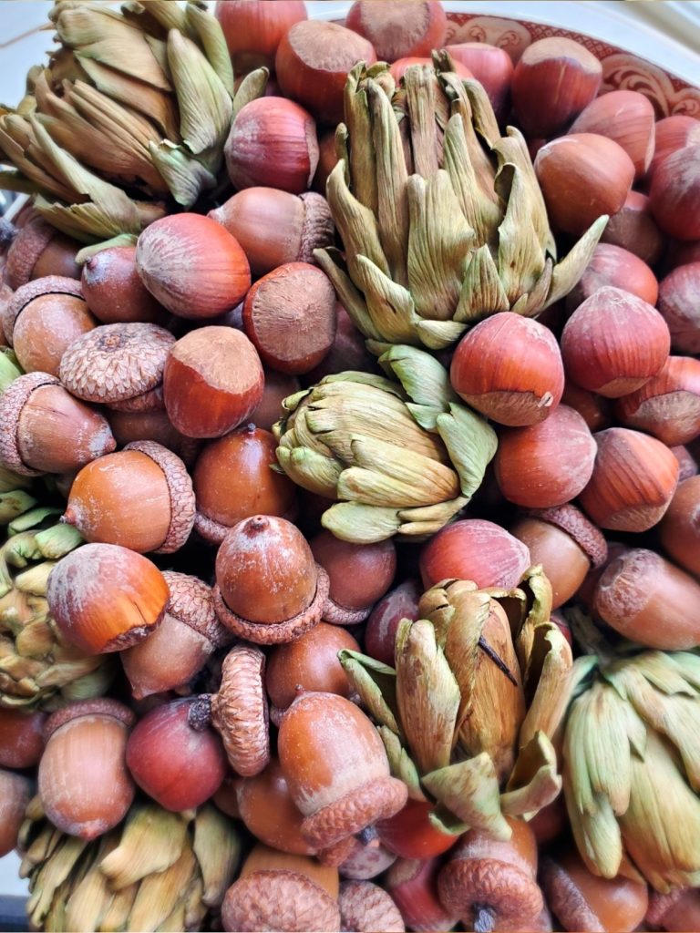 dried-artichokes-hazlenuts-in-the-shell-real-acorns