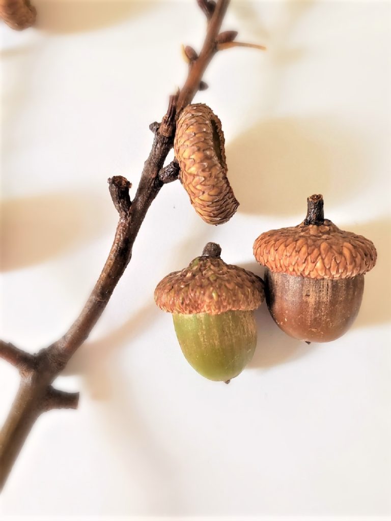 how-to-clean-and-preserve-acorns-for-napkin-rings-close-up-green-acorn-stick-with-cap