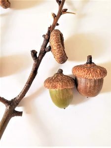 acorns-after-drying-from-being-sealed