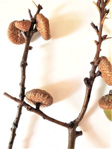 caps-on-branches-preserved-after-cleaning