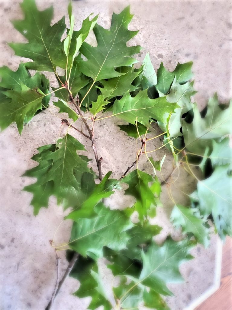 how-to-clean-and-preserve-acorns-close-up-of-oak-leaves