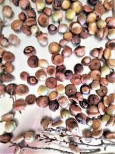 acorns-close-up-before-they-go-in-the-oven