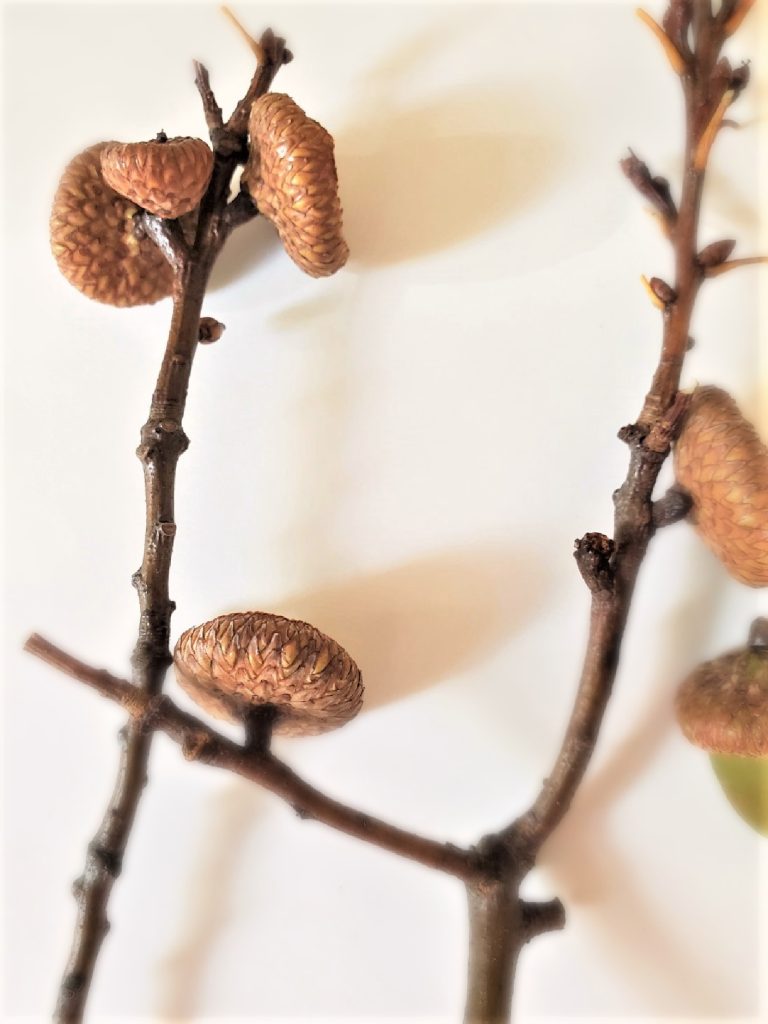 close-up-caps-on-sticks